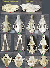 袋狼的颅骨（左侧）和狼的颅骨（右侧）
