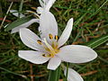 Colchicum hungaricum close-up