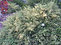 Baccharis pilularis flowering in a garden.