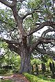 Oak tree in garden