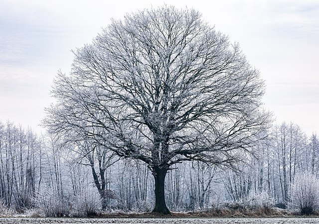 图为一梱孤树，摄于德国北莱茵-威斯特法伦州的迪尔门。