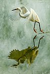 photograph of heron taking flight with reflection in pool of water beneath