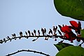 Erythrina ×bidwillii