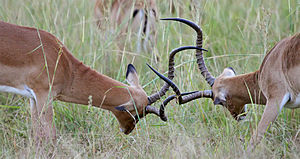 Male Impalas lock horns and fight during rutting. Pictured in Mikumi National Park