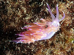 Flabellina affinis at La Herradura (Mediterranean Sea), Spain