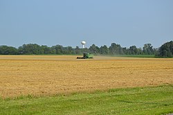 Wheat harvest outside of Forest