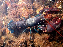 欧洲螯龙虾