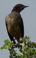 Immature Hildebrandt's Starling? (my guess out of the immature Lamprotornis species, which he suggested)