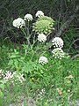 Laserpitium latifolium