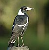 An Australian Magpie in Samsonvale Cemetery, SE Queensland, Australia