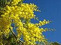 Image 39Yellow mimosa is the symbol of IWD in Italy as well as in Russia, Ukraine and many other ex-Soviet Union republics (from International Women's Day)