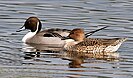 Northern Pintail ducks