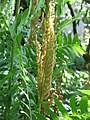 Osmunda regalis fertile leaf