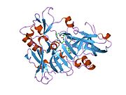 1xs7: Crystal Structure of a cycloamide-urethane-derived novel inhibitor bound to human brain memapsin 2 (beta-secretase).