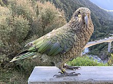 Photo showing an adult kea with a single eye on the railing looking over Otira Viaduct