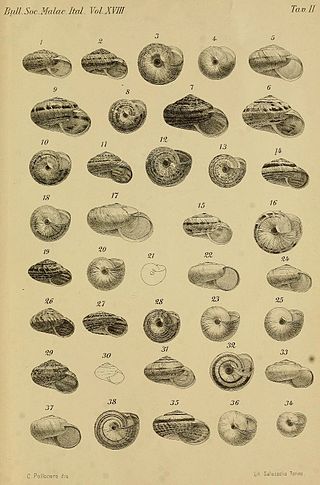 Xerophila shells (1892)[58]