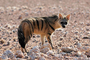 Aardwolf