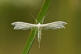 Pterophorus pentadactyla (SDG 15)