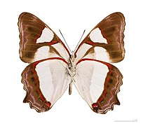 Museum specimen ♂ △ - Ventral side