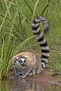 Brown, black, and gray lemur