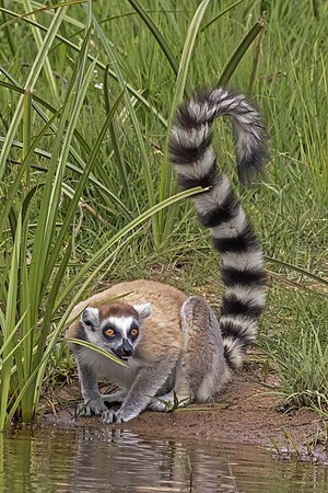 图为环尾狐猴（Lemur catta）。