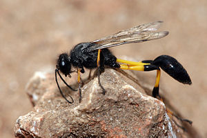 Sceliphron spirifex wasp