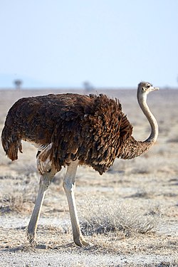 -Common ostrich (struthio camelus) near Okaukuejo in Etosha