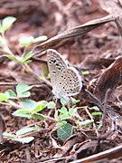 折列蓝灰蝶（Zizina otis）与蝇翼草：其幼虫以蝇翼草为食