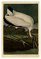 216. Wood Ibiss (Wood Stork)