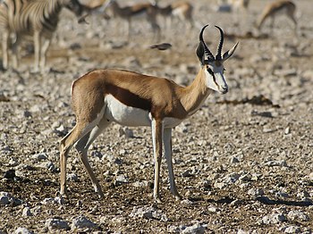 Springbok