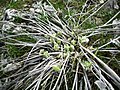 Balsamorhiza sagittata leaves sprouting from mature plant in early spring