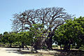 Baobab (Adansonia digitata), native to East Africa, introduced by Arabian sailors in 7th century.