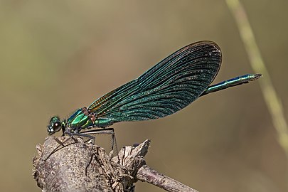 Beautiful demoiselle Calopteryx virgo ♂ England, UK