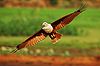 Brahminy kite at Boeng Tonle Chhmar, Cambodia