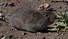 Small brindled gray-brown vole chewing on leaves of a succulent plant