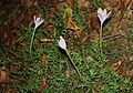 Colchicum alpinum