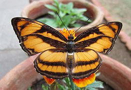 相思带蛱蝶(雌蝶) A. nefte♀