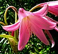 Crinum bulbispermum