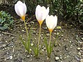 Crocus caspius