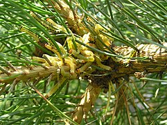 Mass of larvae on pine tree
