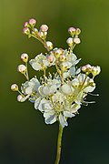 Filipendula vulgaris - inflorescence - Kulna