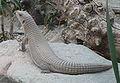 Sudan plated lizard (Gerrhosaurus major)