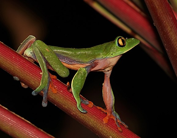 图为橙眼叶蛙（Agalychnis annae），摄于哥斯达黎加的埃雷迪亚，这种蛙被IUCN红色名录列为“易危”。