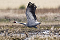 Adult running with wings outspread, Saijo, Ehime Prefecture, Japan