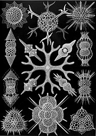 Haeckel Radiolaria: Spumellaria