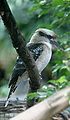 Laughing Kookaburra