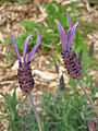 Lavandula stoechas