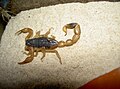 A brown-bodies scorpion with paler appendages.