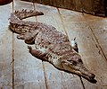 Orinoco Crocodile