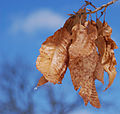 麻栎（Quercus acutissima）的枯叶